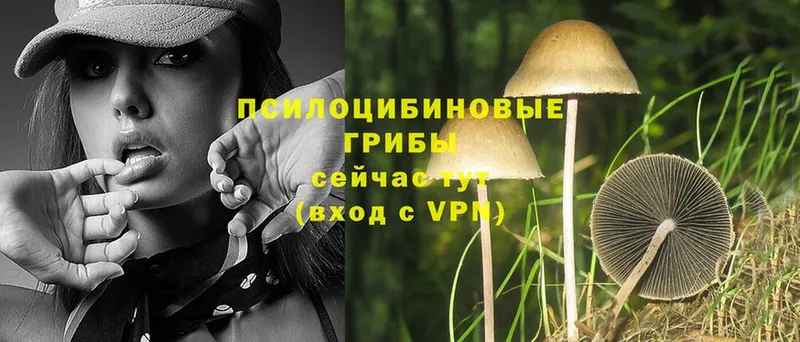 купить закладку  Порхов  Галлюциногенные грибы Psilocybe 